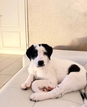 Labrador-Landseer Welpe Hündin 14.Wo sucht Familie