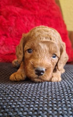 Zwergpudel&Toypudel Welpen