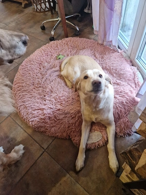 Warmherzige Elsa sucht ihr Zauberschloss mit ihrer Familie