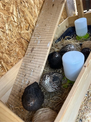 Groß Holzkäfig für klein Tieren  Bild 4