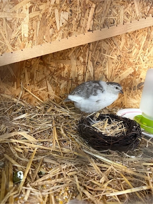Groß Holzkäfig für klein Tieren  Bild 2