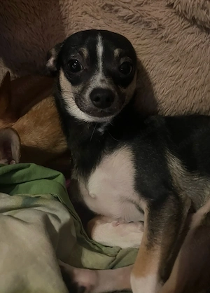 ab sofort in liebevolle Hände abzugeben