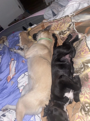 Kluge liebenswerte Lotti sucht ihr liebevolles zu Hause