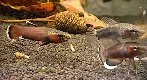 Betta albimarginata aus Dezember 25