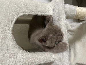 Bkh Kitten weiblich 