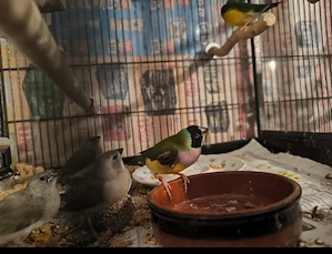 Zuchtpaar Gouldmadienen. Geschlossen beringt .