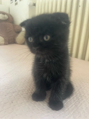 wir suchen liebevolle zu Hause für unsere Katzen