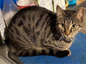 Kitti sucht ein neues zuhause Kitti ist Getigert 