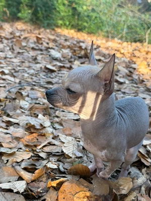    Chihuahua Mädchen sucht liebevolles Zuhause
