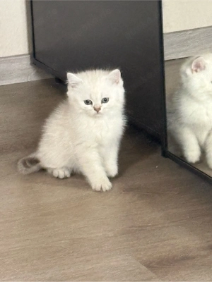 BKH reinrassige Kitten suchen neu Zuhause! 