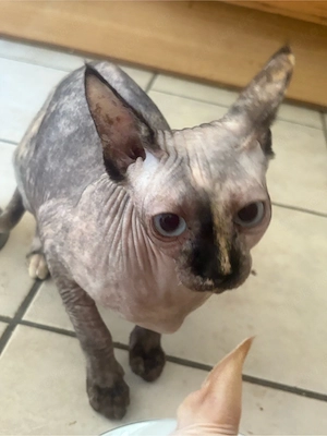 Shpynx Nacktkatzen