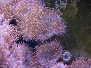 Schöne Kupferanemonen, aus eigener Züchtung