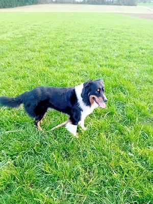 Australian shepherd Black tri ( red factored) Deckrüde ! kein Verkauf!  Bild 9