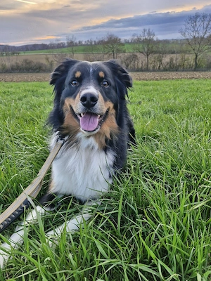 Australian shepherd Black tri ( red factored) Deckrüde ! kein Verkauf!  Bild 10