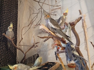 Nymphensittich-Jungtiere abzugeben   