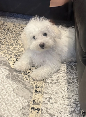 Bichon frisé auf der Suche nach einem neuen Zuhause dringend