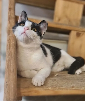 Tuxi Freundliches Katzenmädel sucht ihre harmonische Familie