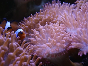 Schöne Kupferanemonen, aus eigener Züchtung