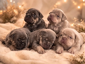 Alternativ Bulldog Welpen