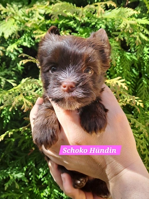 Yorkshire Welpen in Schoko Schokomerle 