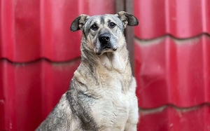 zaghafte Dana sucht ein eigenes Zuhause Bild 5