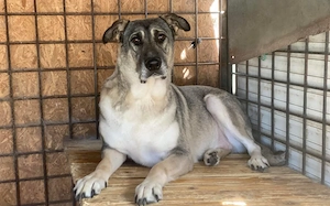 zaghafte Dana sucht ein eigenes Zuhause Bild 8