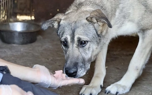 zaghafte Dana sucht ein eigenes Zuhause Bild 2