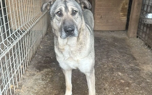 zaghafte Dana sucht ein eigenes Zuhause Bild 7