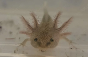 Axoltl Babys abzugeben ab April abzugeben