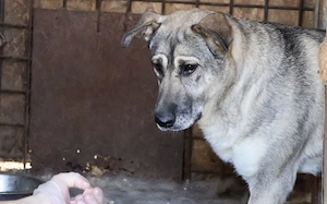 zaghafte Dana sucht ein eigenes Zuhause Bild 3