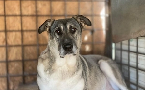 zaghafte Dana sucht ein eigenes Zuhause Bild 9