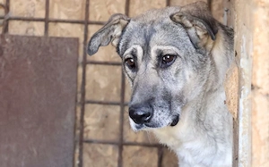 zaghafte Dana sucht ein eigenes Zuhause Bild 6