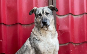 zaghafte Dana sucht ein eigenes Zuhause Bild 4