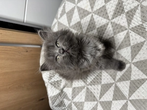 Taktile, menschenbezogene Kätzchen suchen ein liebevolles Zuhause. Sie verbringen sehr gerne Zeit mi