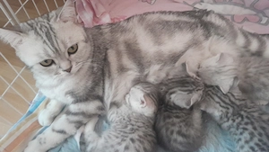 Süße BKH Kitten zuverkaufen 