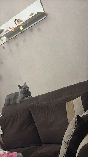 Verkaufe ein russich blue Kater der 1 Jahr ist 