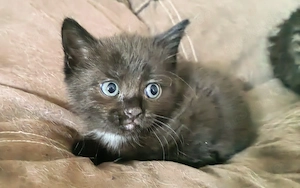 Zwei süße Kätzchen 