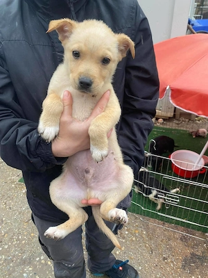  Vagány, zzt. in Ungarn, bin ein freundlicher Rüden Welpe und hoffe auf ein warmherziges Zuhause