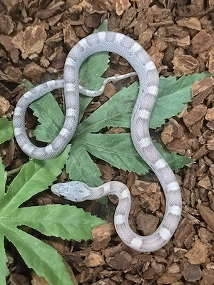 1.0 Anery (Hypo) Sunkissed Motley