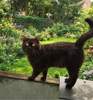 BKH Schocko Kater sucht neues Abenteuer