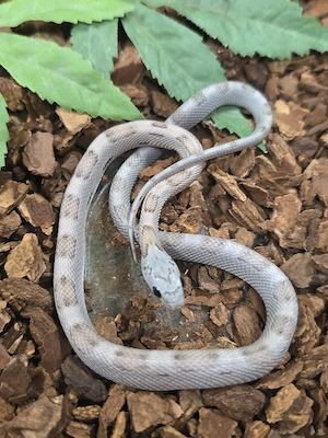 1.0 Anery Sunkissed Motley von Ende 2025