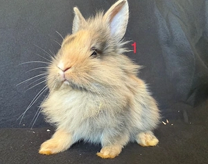 Süße Löwenkopf-Kaninchen Babys abzugeben!