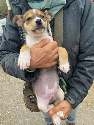  Valmar, zzt. in Ungarn, bin ein freundlicher Rüden Welpe und hoffe auf ein warmherziges Zuhause,