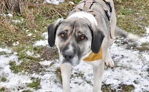 Lässt du Namidas Augen wieder leuchten?