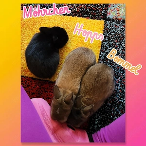 Kaninchen Babys noch ein Weibchen super verschmust und kinderlieb 