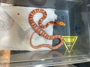 Pantherophis guttatus - Kornnatter . amelanistic hypomelanistic (Amel) und Wildfarben (Wildform  WF)