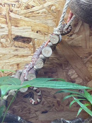 Pantherophis guttatus - Kornnatter . amelanistic hypomelanistic (Amel) und Wildfarben (Wildform  WF)