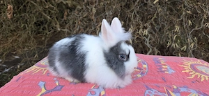 2 liebe Löwenzwerg Häsinnen abzugeben, geimpft