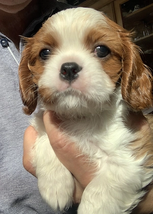Cavalier-King-Charles-Spaniel-Welpen 17.02.26
