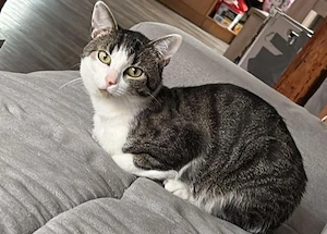 Kater sucht liebevolle Familie für immer 